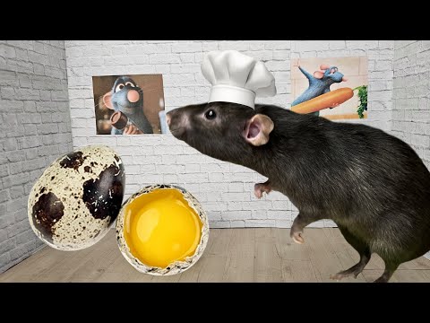 A rat eats Quail egg | Mukbang | ASMR