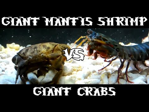 Giant Smashing Mantis Shrimp VS Giant Crabs